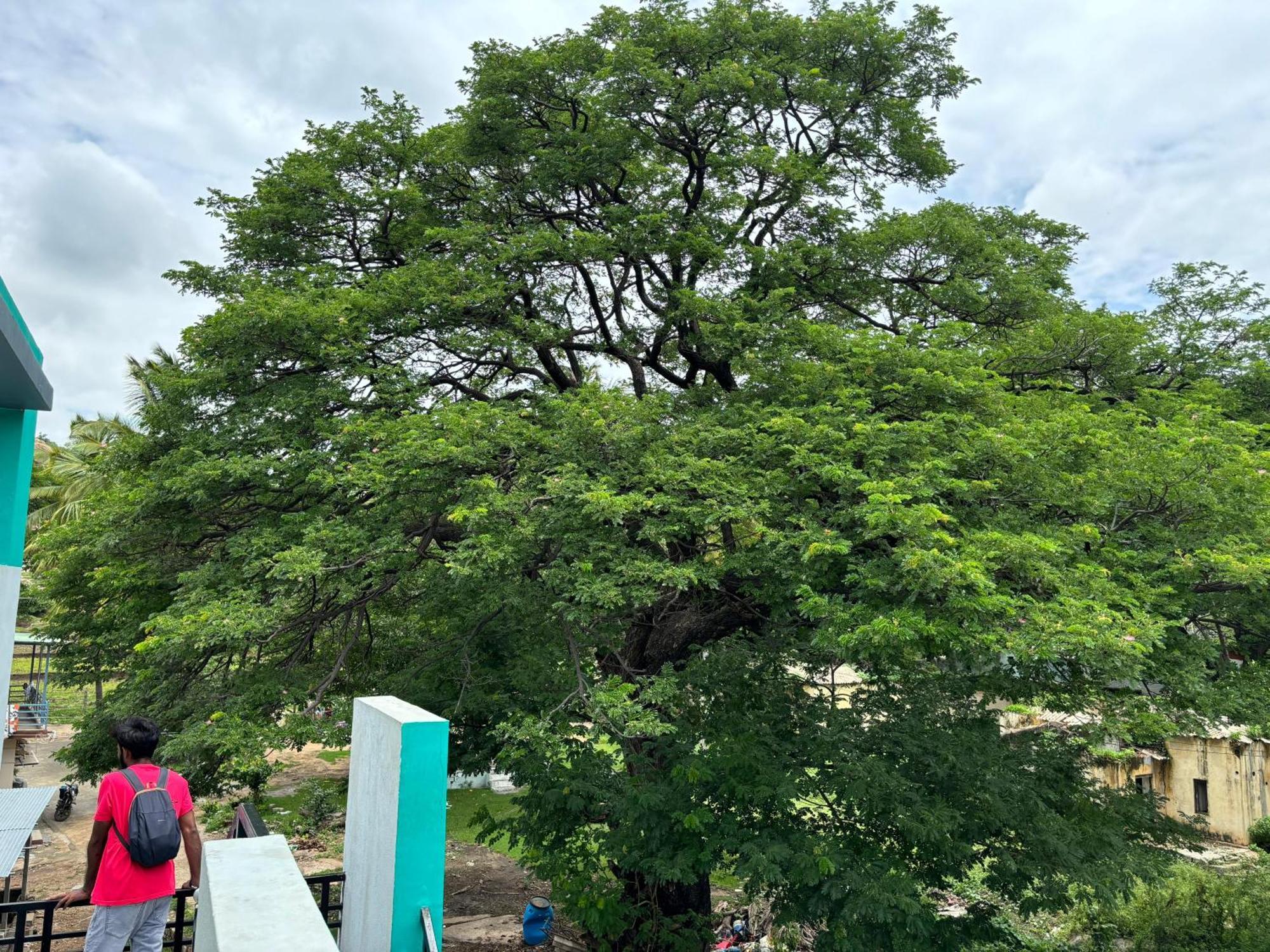 Cocogreen Hampi Luaran gambar